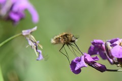 Bombylius venosus