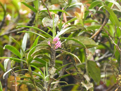 Maxillaria nubigena
