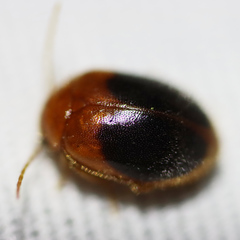 Prionocyphon discoideus