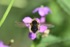 Bombylius venosus
