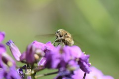 Bombylius venosus