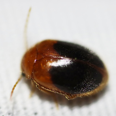Prionocyphon discoideus