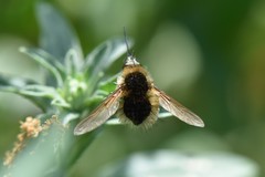 Bombylius venosus