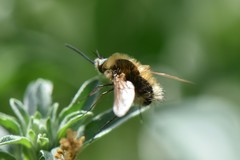 Bombylius venosus