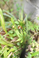 Prosthechea livida
