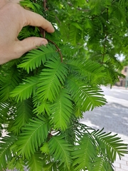 Metasequoia glyptostroboides