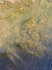 Eleotris sandwicensis