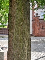 Metasequoia glyptostroboides