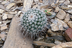 Mammillaria parkinsonii