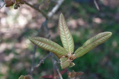 Quercus crispipilis