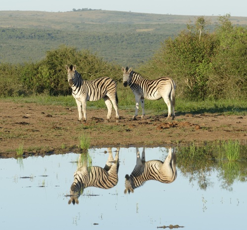 Plains zebra