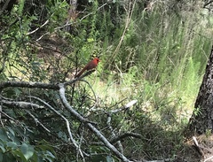 Cardinalis cardinalis image