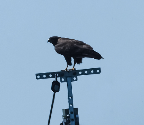 Buteo buteo