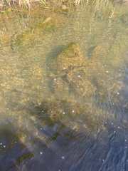 Eleotris sandwicensis