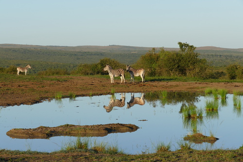 Plains zebra