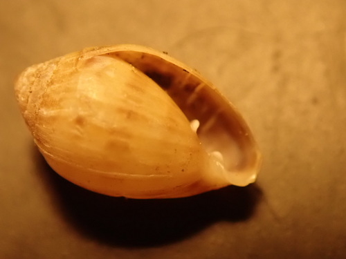Two-toothed Marsh Snail