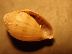 Melampus bidentatus