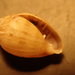 Two-toothed Marsh Snail - Photo (c) Matt Parr, some rights reserved (CC BY-NC), uploaded by Matt Parr