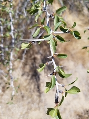 Prunus fasciculata