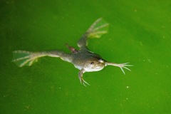 Xenopus muelleri