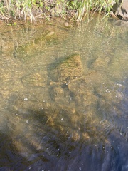 Eleotris sandwicensis