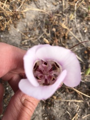 Calochortus argillosus