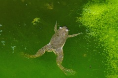 Xenopus muelleri