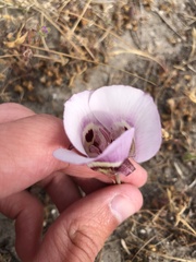 Calochortus argillosus