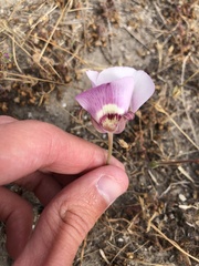 Calochortus argillosus