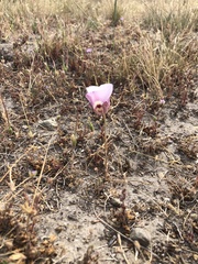 Calochortus argillosus
