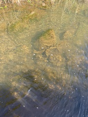 Eleotris sandwicensis