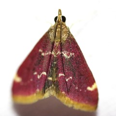 Pyrausta signatalis