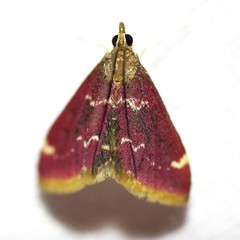 Pyrausta signatalis