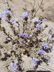 Eriastrum densifolium