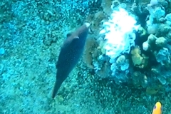 Canthigaster margaritata