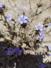 Eriastrum densifolium