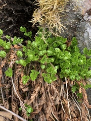 Cryptogramma acrostichoides
