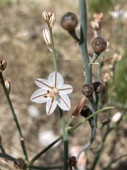 Asphodelus tenuifolius
