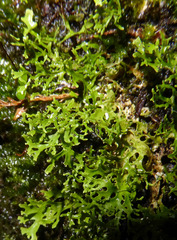 Pseudocyphellaria multifida image