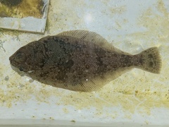 Citharichthys sordidus