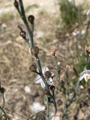 Asphodelus tenuifolius