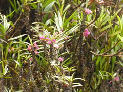 Maxillaria nubigena