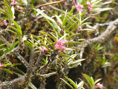 Maxillaria nubigena