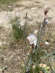Asphodelus tenuifolius