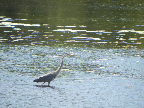 Great Blue Heron photographed in Connecticut