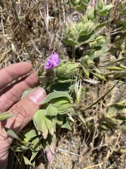 Mirabilis multiflora pubescens