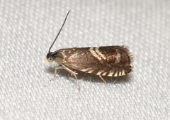 Grapholita interstinctana