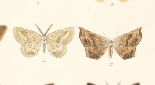 Neoselenia monima