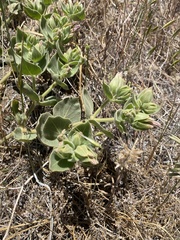 Mirabilis multiflora pubescens