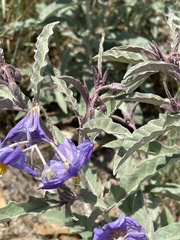 Solanum elaeagnifolium image